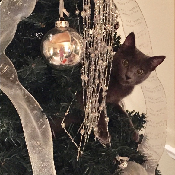 Meet your Posher, Sharon - Picture 4 of 8